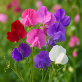 LATHYRUS odoratus 'Royal Family Mix' (Annual Sweet Pea, Large, Fragrant - Royal Family Mix)