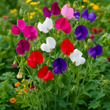 LATHYRUS odoratus 'Royal Family Mix' (Annual Sweet Pea, Large, Fragrant - Royal Family Mix)