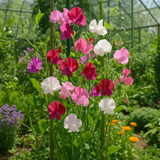 LATHYRUS odoratus 'Royal Family Mix' (Annual Sweet Pea, Large, Fragrant - Royal Family Mix)
