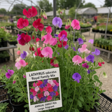 LATHYRUS odoratus 'Royal Family Mix' (Annual Sweet Pea, Large, Fragrant - Royal Family Mix)