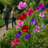 LATHYRUS odoratus 'Royal Family Mix' (Annual Sweet Pea, Large, Fragrant - Royal Family Mix)