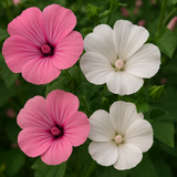 Lavatera trimestris (Tree Mallow, Formula Mix)