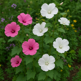Lavatera trimestris (Tree Mallow, Formula Mix)