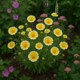 Layia platyglossa (Tidy Tips)