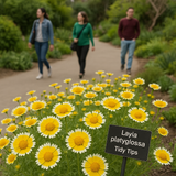 Layia platyglossa (Tidy Tips)