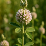 LESPEDEZA capitata (Roundheaded Bush Clover)