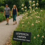LESPEDEZA capitata (Roundheaded Bush Clover)