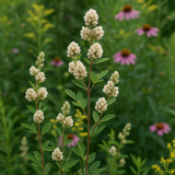 LESPEDEZA capitata (Roundheaded Bush Clover)