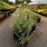 LESPEDEZA capitata (Roundheaded Bush Clover)
