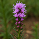 LIATRIS punctata (Dotted Gayfeather)