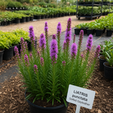 LIATRIS punctata (Dotted Gayfeather)