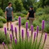 LIATRIS punctata (Dotted Gayfeather)