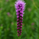 LIATRIS pycnostachya (Thickspike Gayfeather)