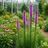 LIATRIS pycnostachya (Thickspike Gayfeather)