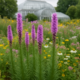 LIATRIS pycnostachya (Thickspike Gayfeather)