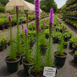 LIATRIS pycnostachya (Thickspike Gayfeather)