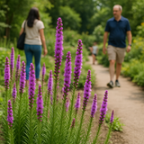 LIATRIS pycnostachya (Thickspike Gayfeather)