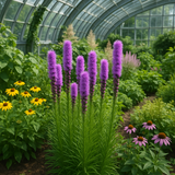 LIATRIS spicata (Gayfeather)