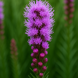 LIATRIS spicata (Gayfeather)