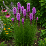 LIATRIS spicata (Gayfeather)