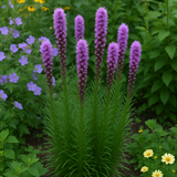 LIATRIS spicata (Gayfeather)