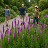 LIATRIS spicata (Gayfeather)