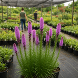 LIATRIS spicata (Gayfeather)