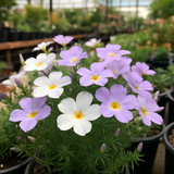 LINANTHUS grandiflorus (Mountain Phlox)