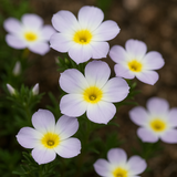 LINANTHUS grandiflorus (Mountain Phlox)