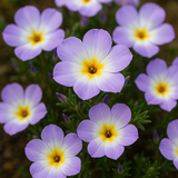 LINANTHUS grandiflorus (Mountain Phlox)