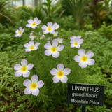 LINANTHUS grandiflorus (Mountain Phlox)
