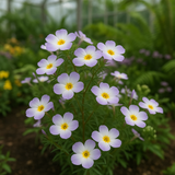 LINANTHUS grandiflorus (Mountain Phlox)