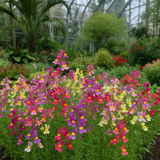 Linaria maroccana 'Fairy Bouquet'  (Spurred Snapdragon, Dwarf Mixed, Fairy Bouquet)