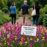 Linaria maroccana 'Fairy Bouquet'  (Spurred Snapdragon, Dwarf Mixed, Fairy Bouquet)