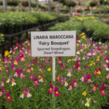 Linaria maroccana 'Fairy Bouquet'  (Spurred Snapdragon, Dwarf Mixed, Fairy Bouquet)