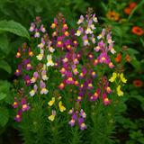 Linaria maroccana 'Fairy Bouquet'  (Spurred Snapdragon, Dwarf Mixed, Fairy Bouquet)