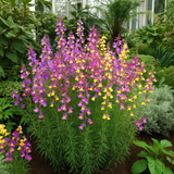 Linaria maroccana 'Northern Lights' (Spurred Snapdragon,Tall Mixed, Northern Light)