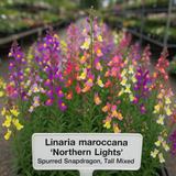Linaria maroccana 'Northern Lights' (Spurred Snapdragon,Tall Mixed, Northern Light)