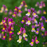 Linaria maroccana 'Northern Lights' (Spurred Snapdragon,Tall Mixed, Northern Light)