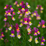 Linaria maroccana 'Northern Lights' (Spurred Snapdragon,Tall Mixed, Northern Light)