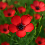 LINUM grandiflorum rubrum (Scarlet Flax)