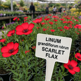 LINUM grandiflorum rubrum (Scarlet Flax)