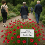 LINUM grandiflorum rubrum (Scarlet Flax)