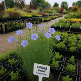 LINUM lewisii (Lewis Flax)