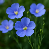 LINUM perenne (Blue Flax)