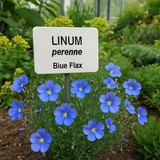 LINUM perenne (Blue Flax)