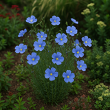 LINUM perenne (Blue Flax)