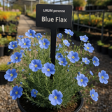 LINUM perenne (Blue Flax)