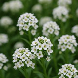 Lobularia Maritima, Alyssum Maritimum (Sweet Alyssum, Tall White)