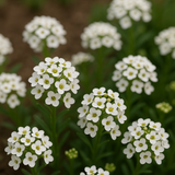 Lobularia Maritima, Alyssum Maritimum (Sweet Alyssum, Tall White)